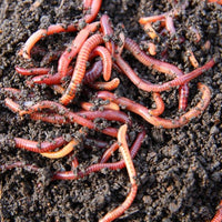 Live Worms!