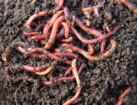 Live Worms!