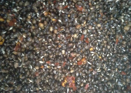 Chilli Hemp Seed